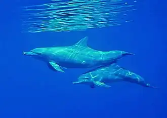 Un couple de grands dauphins (Tursiops truncatus)