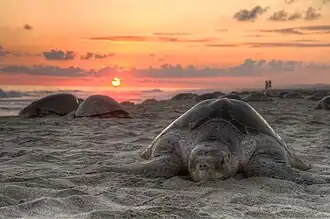 Lepidochelys olivacea.