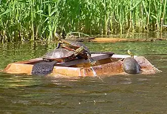Un piège à tortue flottant sur l'eau. Il forme une boîte en partie immergée, avec une planche au milieu mais donnant sur un espace vide au milieu. Trois tortues se réchauffent sur les bords du piège et une nage à proximité. les côtés extérieurs du piège sont en pente douce et une tortue commence à monter.