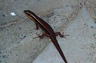 Description de l'image Tussock Rainbow-skink (Carlia vivax) (10106351135).jpg.
