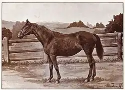 Gravure par Thomas von Nathusius d'une jument anglo-normande dans un enclos extérieur.