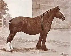 Dessin en noir et blanc d'un cheval de trait de profil, les fanions longs et blancs sur les postérieurs, la queue coupée.