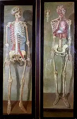 Squelettes, homme et femme