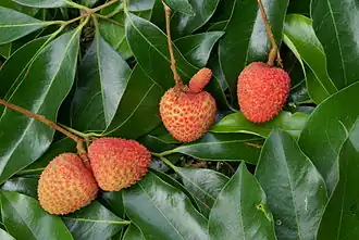 Schizocarpes :2 litchis doubles et 1 litchi simple.