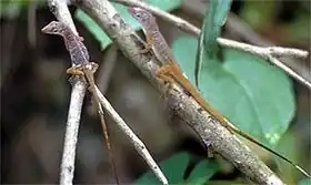 Description de l'image Two Anolis pogus on a branch.jpg.