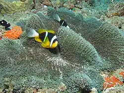 Stichodactyla mertensii