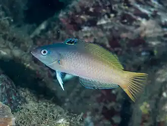 Description de l'image Twotone wrasse (Halichoeres prosopeion) (38692765280).jpg.
