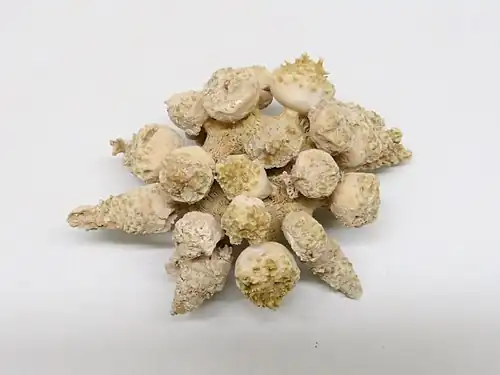 Tylocidaris ohshimai (Psychocidaridae)