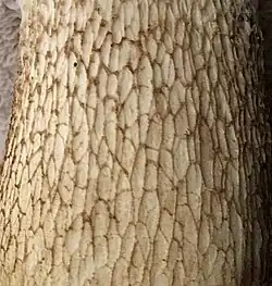 Pied brun orné d'un réseau sombre, épais et saillant.