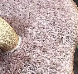 ...puis rosâtre pâle, sale, brunâtre à la pression.