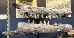 Photo d'un crâne fossile de couleur blanchâtre exposé derrière une vitrine d'un musée.
