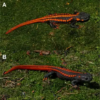 Description de l'image Tylototriton yangi dorsal view.png.