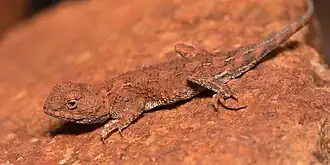 Description de l'image Tympanocryptis centralis, Petermann-Simpson, AU-NT, AU imported from iNaturalist photo 126324359.jpg.