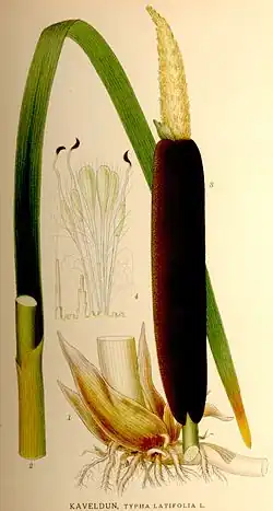 Typha latifolia L.