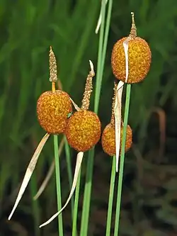 Typha minima.