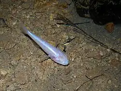 Typhleotris madagascariensis.