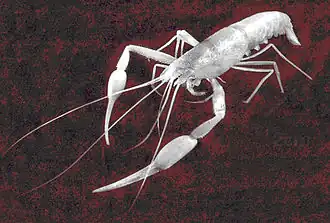 Typhlocaris ayyaloni, une Typhlocarididae