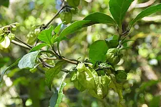 Description de l'image Tzeltalia amphitricha 17719216.jpg.