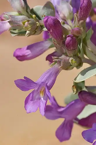 Description de l'image U-104 penstamon lentus, sheets gulch (2497665663).jpg.