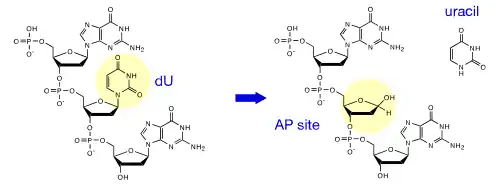 Mécanisme de l'uracile-ADN glycosylase