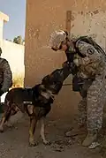 Chien militaire (U.S. Army)