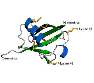 Image illustrative de l’article Ubiquitine