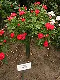 Rose 'La Niña'