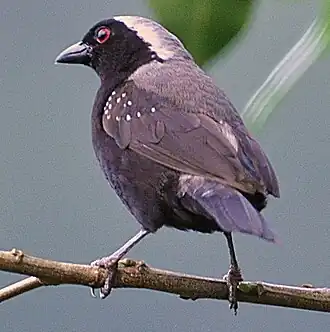 Description de cette image, également commentée ci-après