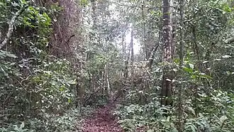 Image illustrative de l’article Forêt de Zika