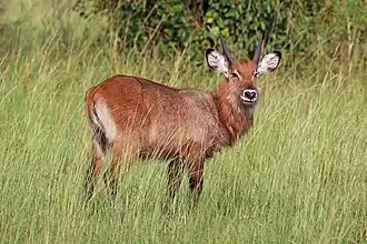 Juvénile mâle dans le parc national Queen Elizabeth, Ouganda.