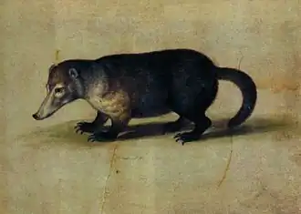 Coati de montagne (Nasuella olivacea).