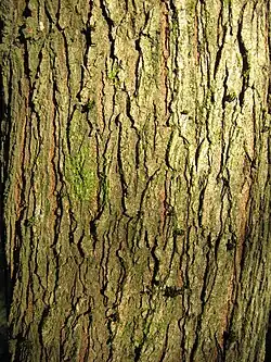 Écorce d'un arbre âgé de 18 ans.