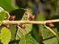 Bourgeons axillaires.