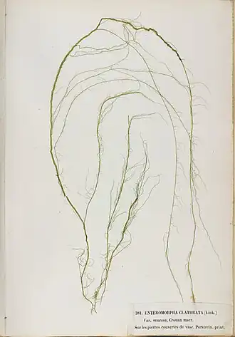 Description de l'image Ulva clathrata Crouan.jpg.