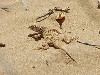 Description de l'image Uma rufopunctata 4013986.jpg.