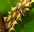 Umbonia crassicornis