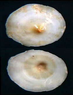 Coquille d'Umbraculum umbraculum.