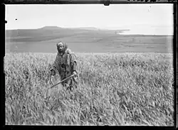 Charles Géniaux,"Un fellah de Chaouïa dans son champ d'orge", vers 1910
