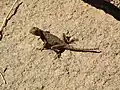 Un lezard dans la region de tamanrasset.