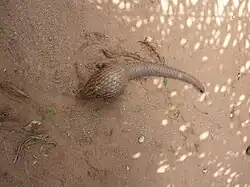 Pangolin.