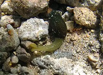 Un échiurien de la famille des Bonelliidae