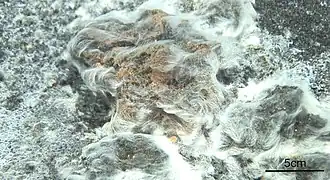 Description de l'image Una-nueva-bacteria-surge-tras-la-erupcion-del-volcan-submarino-de-El-Hierro.jpg.