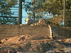 Panthère des neiges allongée contre un grillage