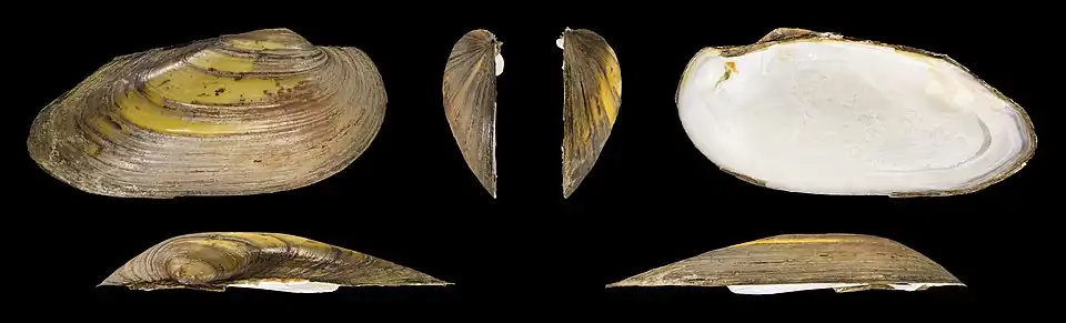 Unio pictorum deshayesiiValve droite