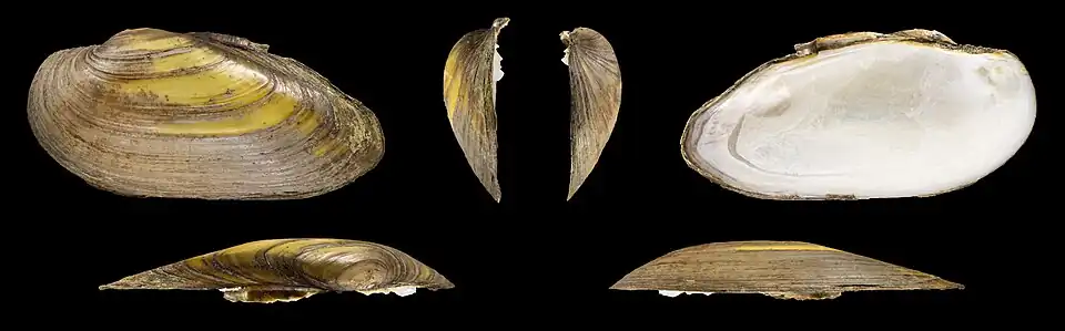 Unio pictorum deshayesiiValve gauche