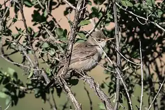 Description de l'image Upcher's Warbler (Hippolais languida) (8079442053).jpg.