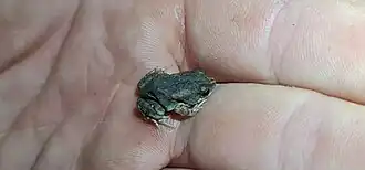 Description de l'image Uperoleia crassa 188046183.jpg.