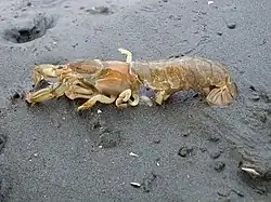 Upogebia major (Upogebiidae)