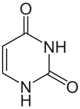 Uracile.
