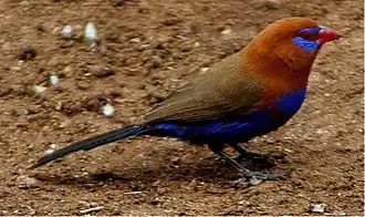 Description de cette image, également commentée ci-après